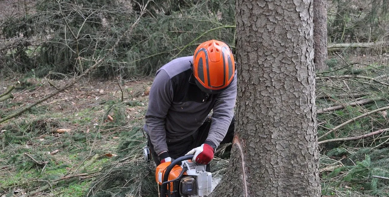 Person in an orange helmet bent over a chainsaw at the base of a tall conifer