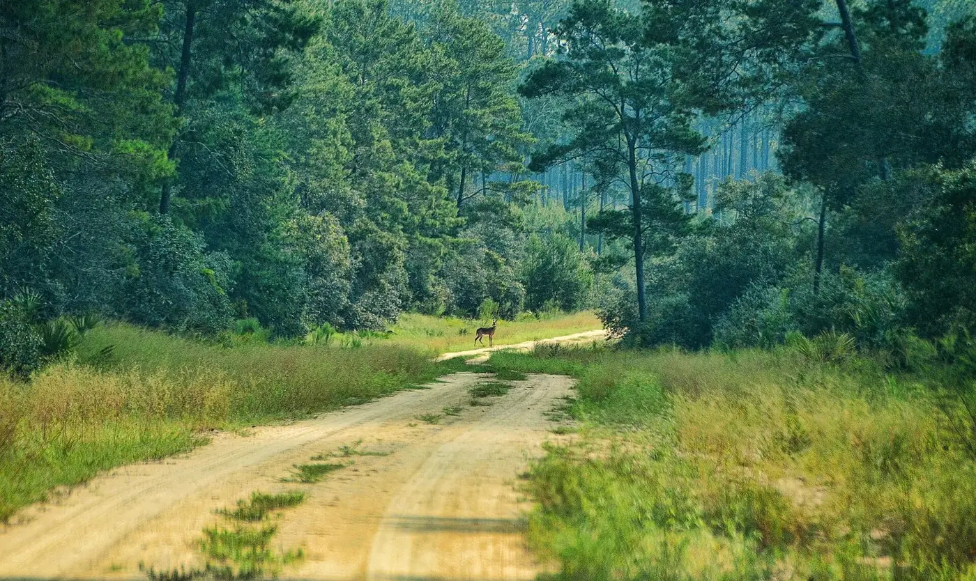 Sandy two-track road through pines and green brush in the Ocala National Forest