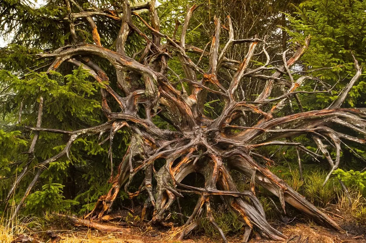 The upturned root mass of a large fallen tree, roots spreading in every direction