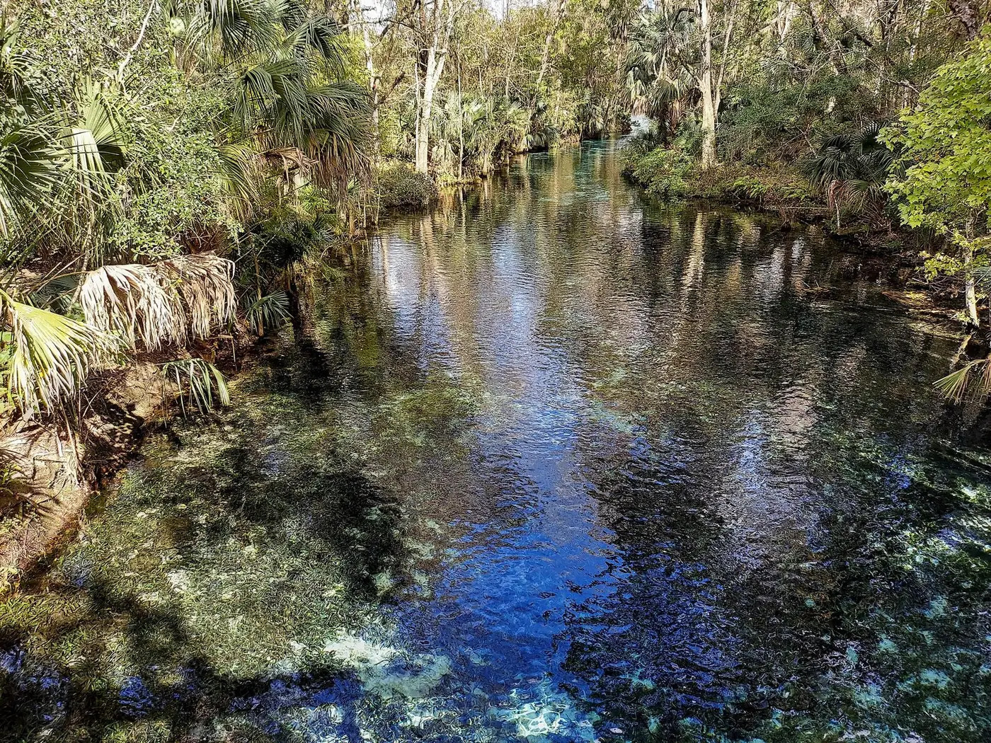 Clear spring water flowing between palms and hardwoods at Silver Springs