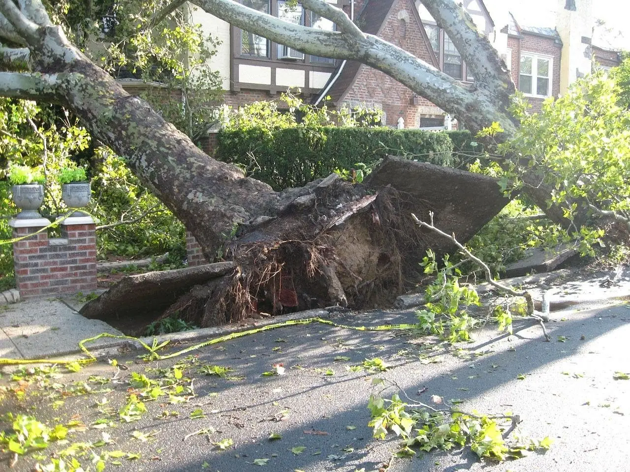 Large tree uprooted and lying across a front yard next to a brick house