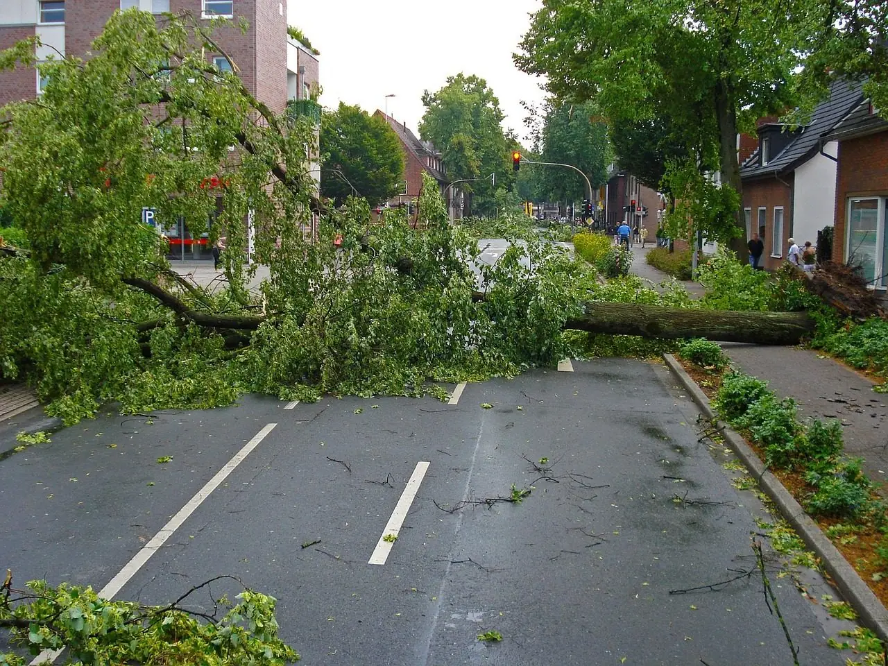 Fallen tree and broken branches lying across a two-lane residential street