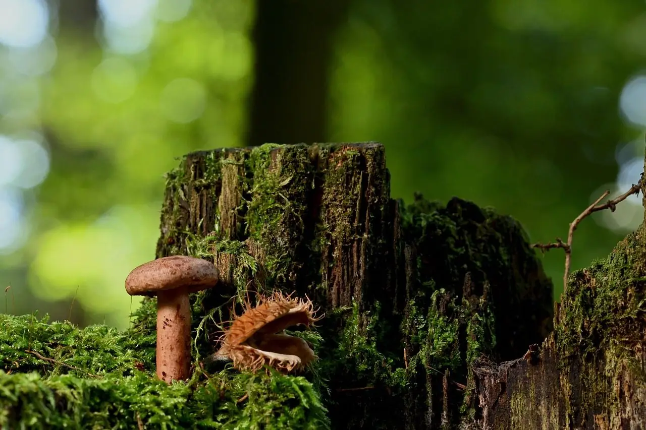 Old moss-covered stump in a forest with a small mushroom beside it