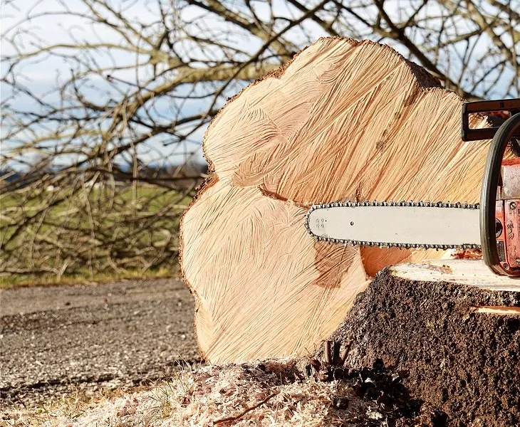 Freshly cut stump with sawdust around it, a chainsaw bar resting on top and the felled trunk behind